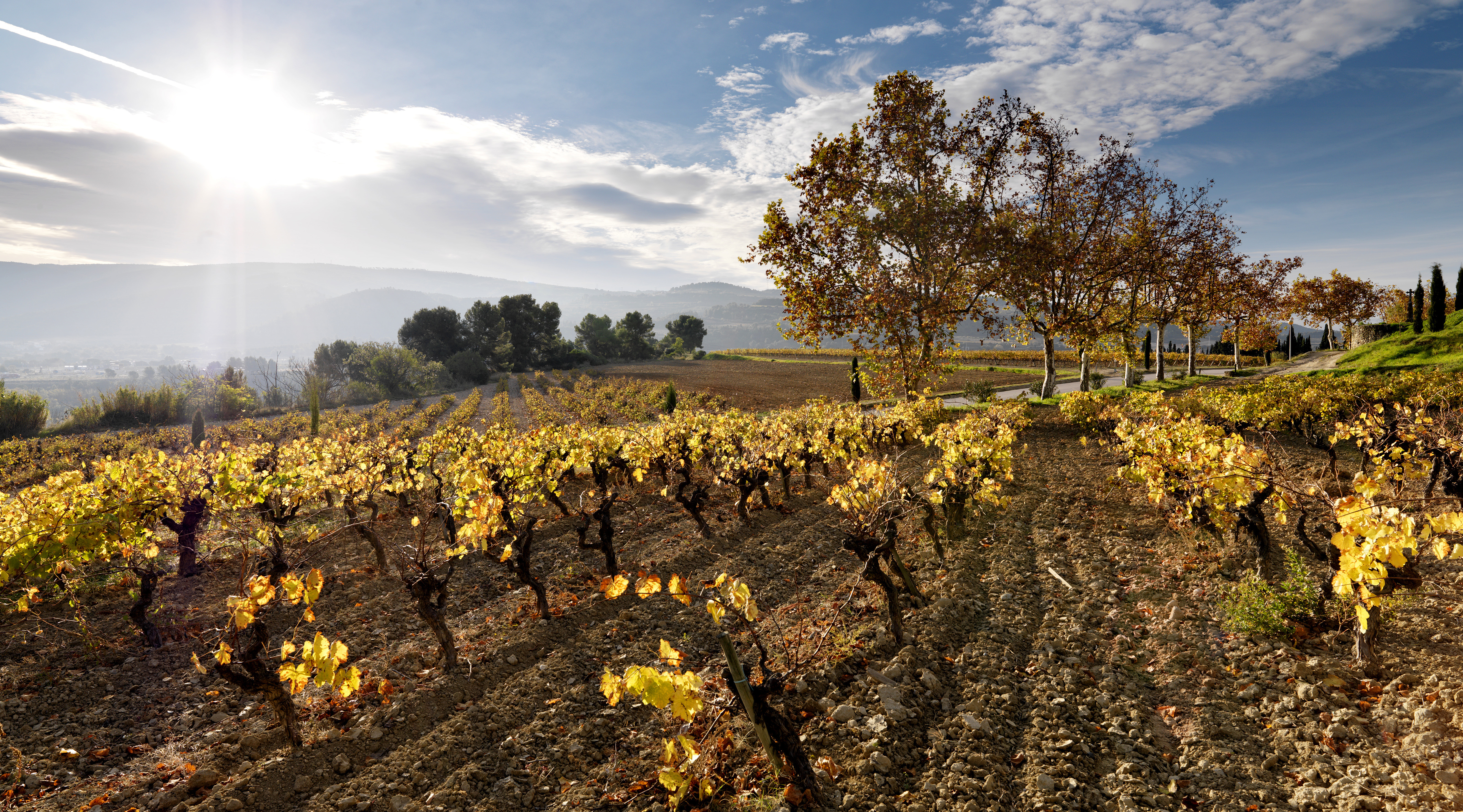 Penedès Tardor