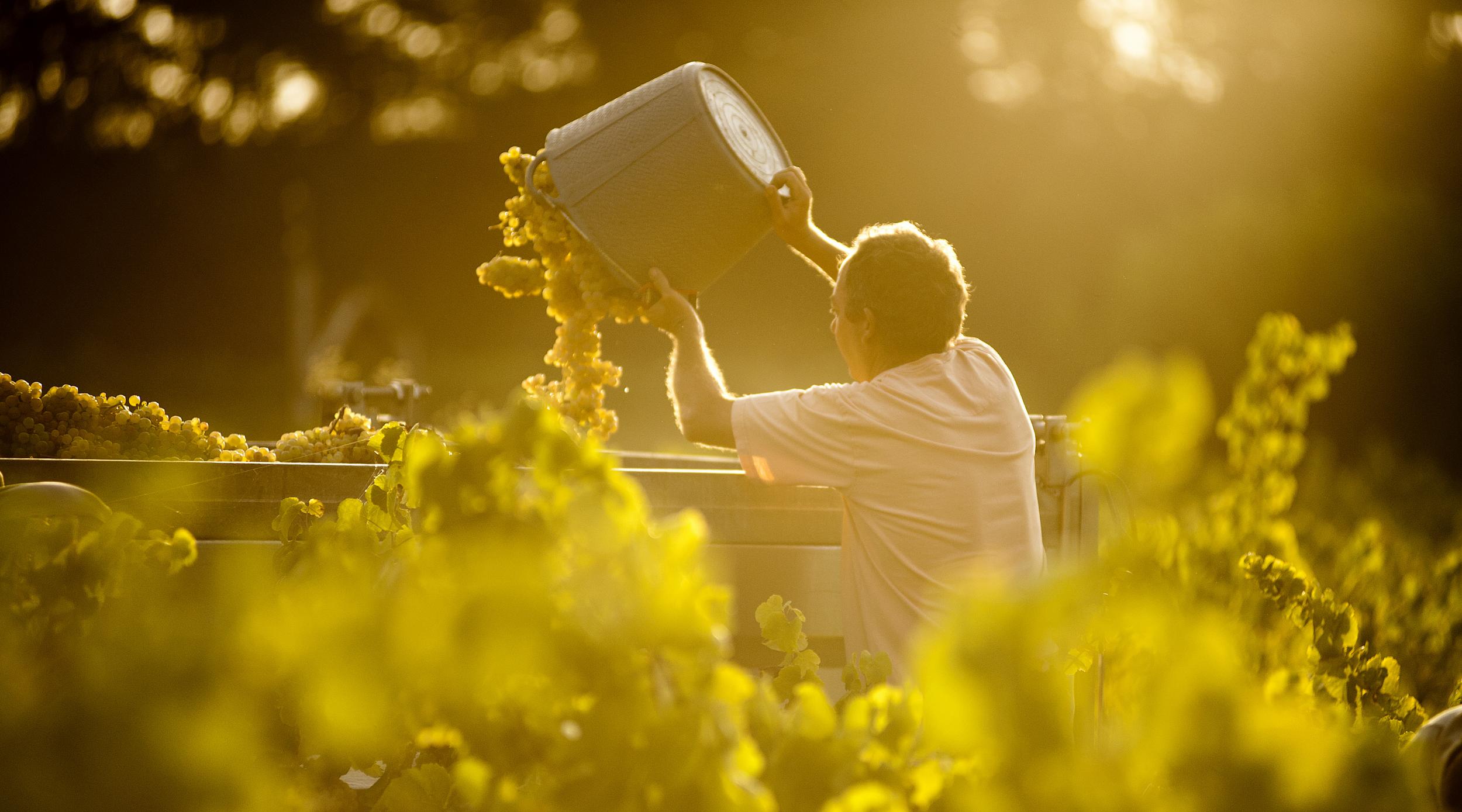 Verema al Penedès