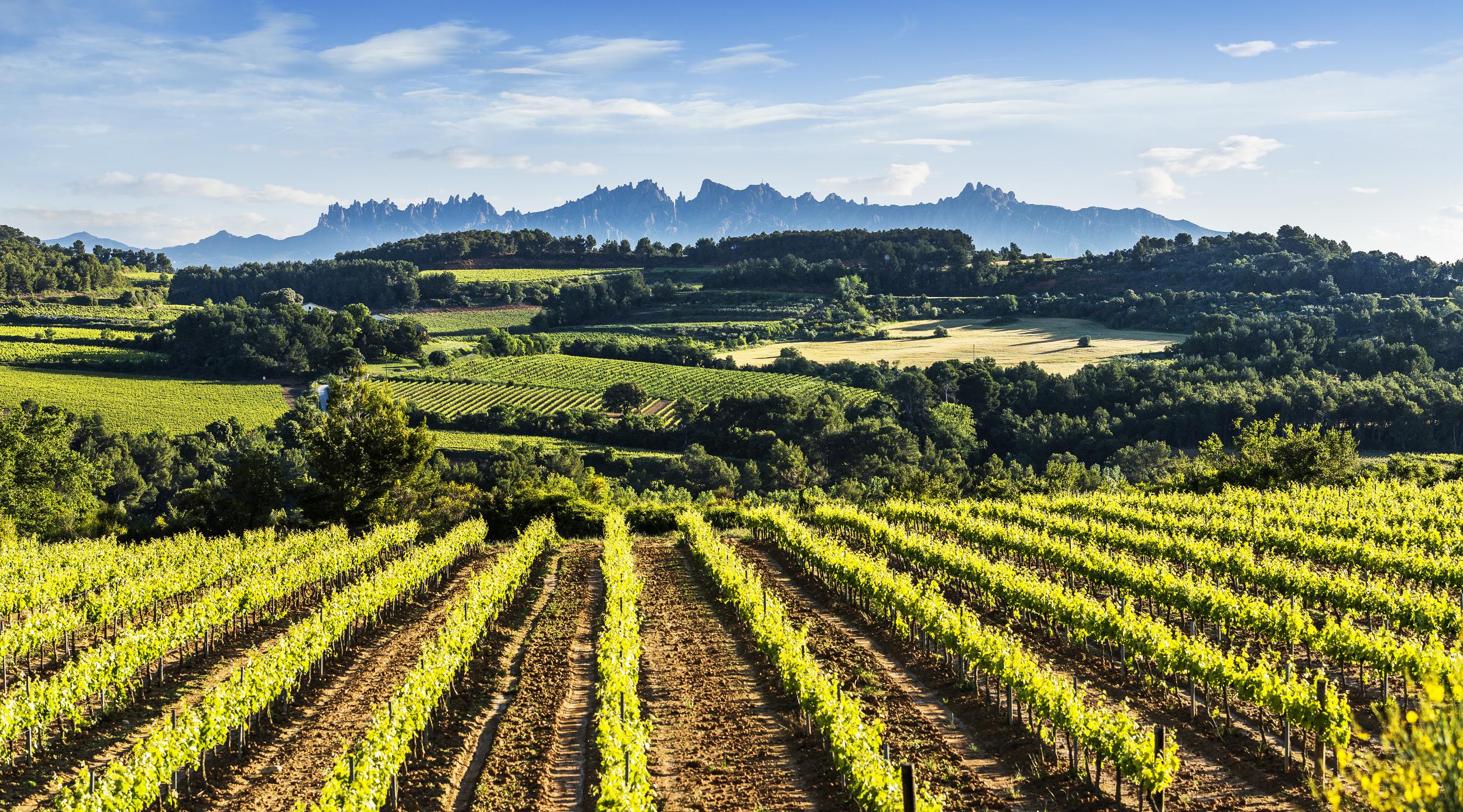 El Penedès